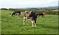 Cows and Calves, Buckland Ripers