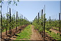 Orchards, Gore Farm