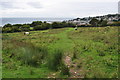 Lyme Regis : Coastal Path & Field