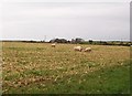 Sheep on harvested cropland at Tyddyn-peiswyn