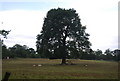 Isolated tree in a field of sheep