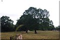 Tree in a sheep pasture field, Wykehurst Farm