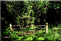J1485 : Gate, Rea's Wood, Antrim (1) by Albert Bridge