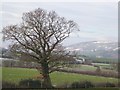 Tree and fields near Buskey House