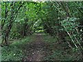 Footpath to Cocking passing through Mill Hanger