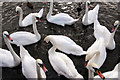 Mute swans (Cygnus olor)