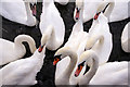 Mute Swans (Cygnus olor)