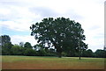 Tree south of Wyphurst Home Farm