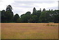 Lodge on Amlets Lane seen across a sea of red grass