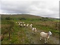 H6287 : Sheep, Ligatragh by Kenneth  Allen