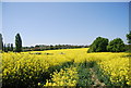 View to Newington across the oilseed rape