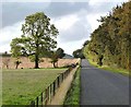 Road alongside Edge Wood