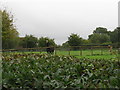 Llama in field next to Lane End Cottage