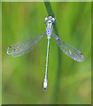 Scarce Emerald Damselfly (Lestes dryas)