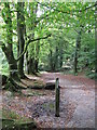 Tree lined footpath to Golitha Falls