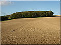 Crow Wood from Kilnwick Percy Hill