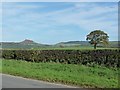 Flat-topped hedge, Easby Lane