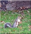 Grey squirrel at St Martin at Oak, Norwich