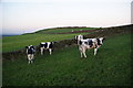 Cows near Beacon Hill