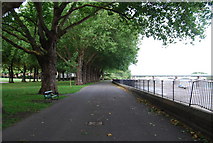 TQ2475 : Trees along the Thames Path, Wandsworth Park by N Chadwick