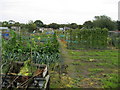 Allotments near Dunnington