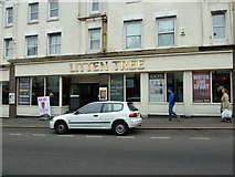 SZ0991 : Litten Tree in Old Christchurch Road by Basher Eyre