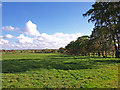 Tree lined Field