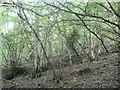 Ubley Wood (2)