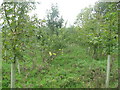 Organic orchard at Lag Farm