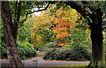 J3372 : Autumn, Botanic Gardens, Belfast (1) by Albert Bridge