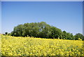 Trees and oilseed rape