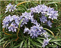 SH3862 : Spring Squill (Scilla verna) by Anne Burgess
