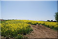 Oilseed rape, Lower Halstow