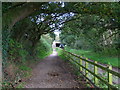 Tree Tunnel