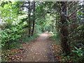 Woodland walk in the Walmer Castle grounds