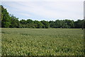 Wheat near Five Fields Lane