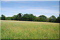 Meadow north of Five Fields Lane