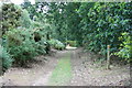 Restricted byway on Bromeswell Common