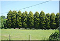 A line of trees seen from Sheerness Rd