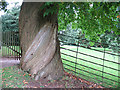SS9700 : Killerton: chestnut tree trunk by Stephen Craven