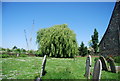 Willow tree in the churchyard, St Margaret of Antioch, Lower Halstow