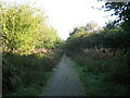 Track in Lyminge Forest