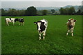 Cattle in a field Cwmcarvan