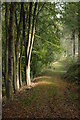 Beech trees at Fedw-Fawr