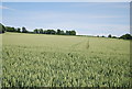 Large field of wheat near Four Elms