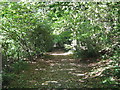 Footpath in Tye Wood