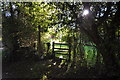 A footpath from Lower Winsham to Hawcombe Lane