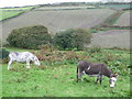 Companions in a field near St Just