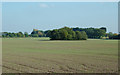 Crop field east of Great Moor, Staffordshire