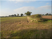 SJ9009 : Field boundary by Row17